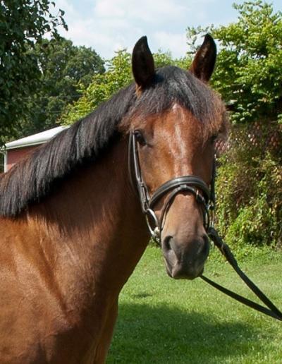 azteca-three-gelding-jorongo-mor