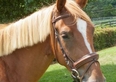 filly-UB40-2015-for-sale