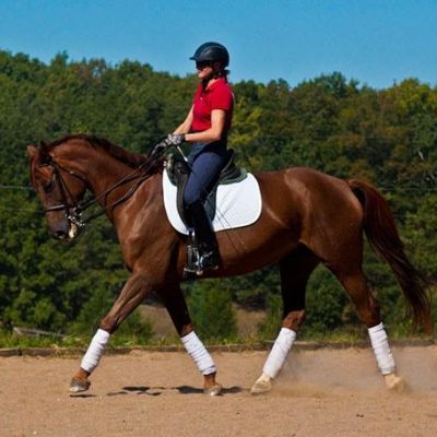 Delancy before retirement to brood mare