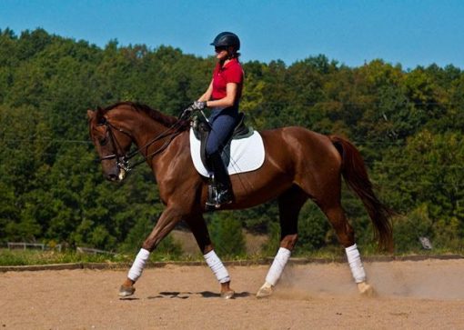Delancy before retirement to brood mare