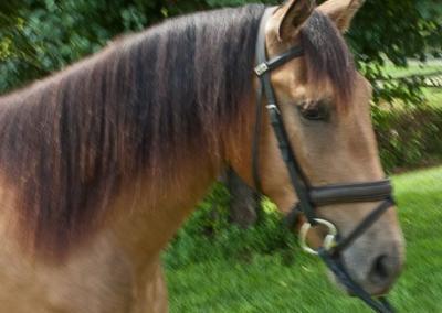 adalusian-gelding-for-sale-buckskin-2015-virginia